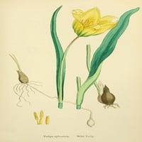 Angol Botanika vad tulipán Poszter Nyomtatás James Sowerby