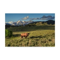 Védjegy képzőművészet' bölény a Yellowstone-ban ' vászon művészet által Galloimages Online